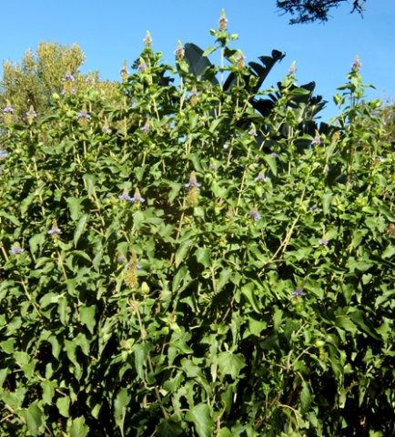 Pycnostachys urticifolia