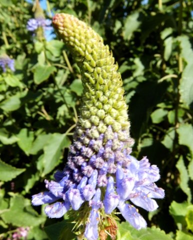 Pycnostachys urticifolia flower spike