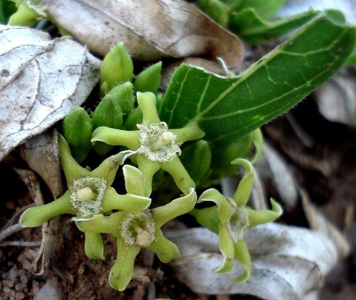 Pygmaeothamnus chamaedendrum