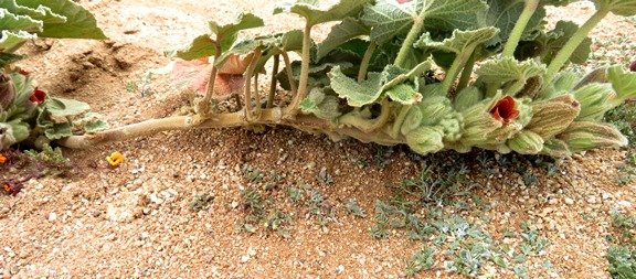 Radyera urens branch