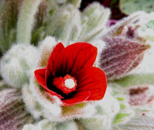 Radyera urens flower
