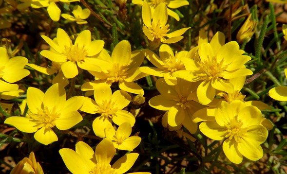 Rhynchopsidium pumilum many flowers