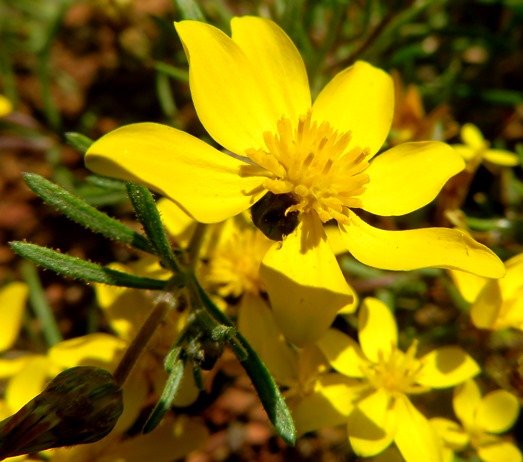 Rhynchopsidium pumilum close-up 