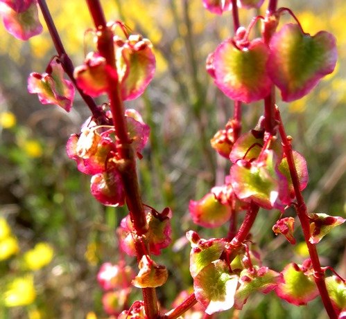Rumex lativalvis flowers and fruit
