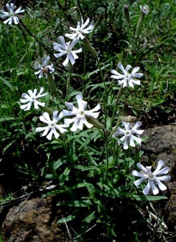 Silene bellidioides