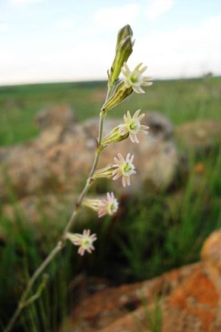 Silene burchellii