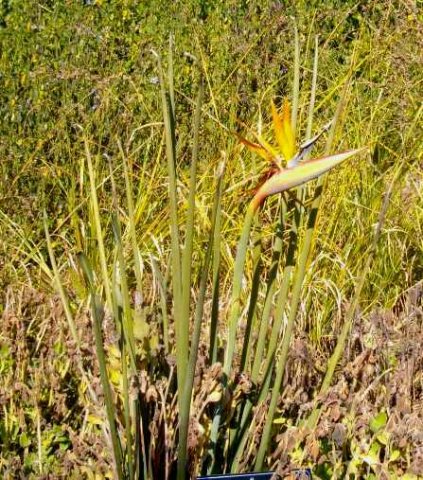 Strelitzia juncea starting off