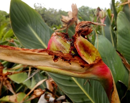 Strelitzia reginae green fruit