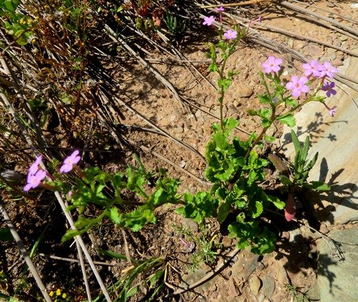 Sutera foetida