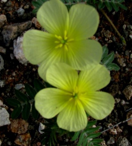 Tribulus terrestris