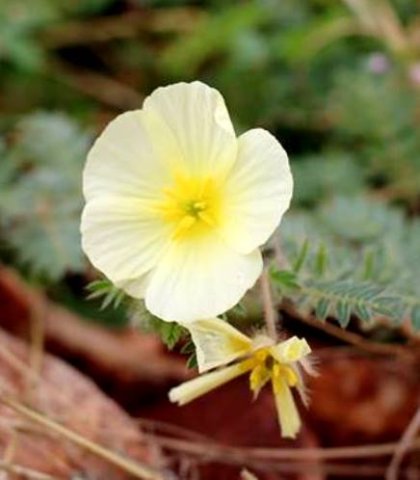 Tribulus zeyheri subsp. zeyheri