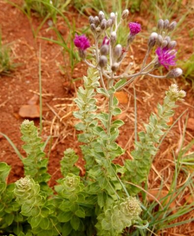 Hilliardiella oligocephala