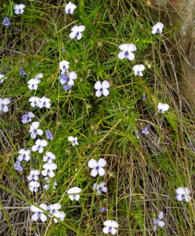 Viola decumbens
