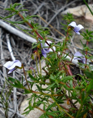 Viola decumbens leaves
