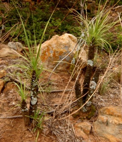 Xerophyta retinervis black stems