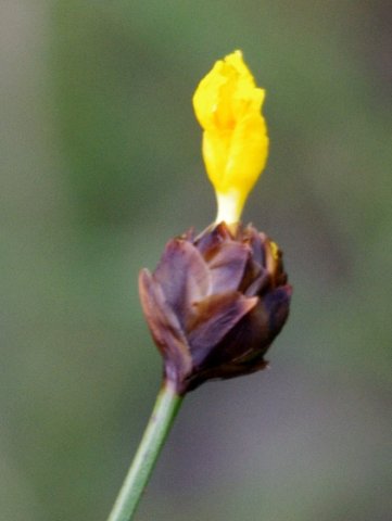 Xyris capensis, more bracts than flower