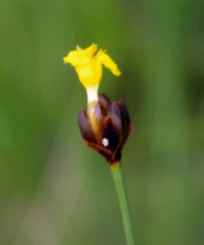 Xyris capensis