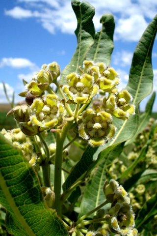 Xysmalobium undulatum var. undulatum flowers