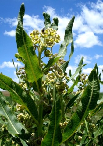 Xysmalobium undulatum var. undulatum leaves