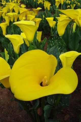 Zantedeschia pentlandii