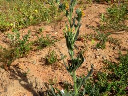 Amsinckia menziesii