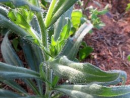 Amsinckia menziesii leaves