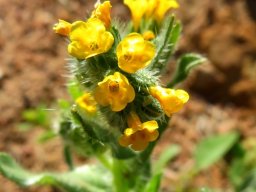 Amsinckia menziesii flowers