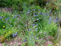Anchusa capensis growth habit