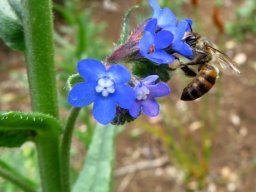Anchusa capensis, hairy plant and its hairy pollinator