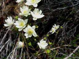 Anemone fanninii