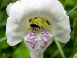 Asystasia gangetica subsp. micrantha flower