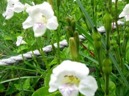 Asystasia gangetica subsp. micrantha