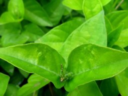 Asystasia gangetica subsp. micrantha leaves