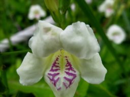 Asystasia gangetica subsp. micrantha flowers