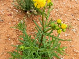 Bertilia hantamensis young plant