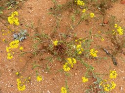 Bertilia hantamensis hard times