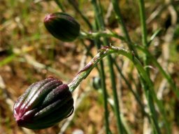 Bolandia pinnatifida flowerhead buds