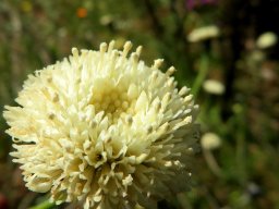 Bolandia pinnatifida florets in different stages