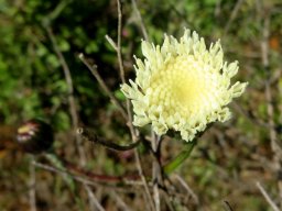 Bolandia pinnatifida first florets