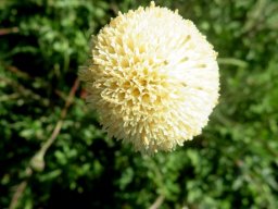 Bolandia pinnatifida open flowerhead