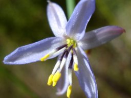 Caesia contorta flower