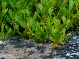 Centella triloba