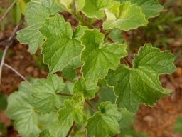 Ceratotheca triloba leaves
