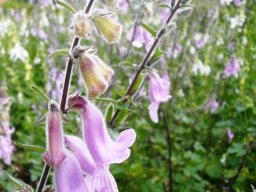 Ceratotheca triloba mauve flowers