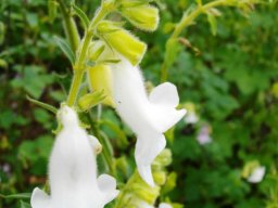 Ceratotheca triloba white flowers