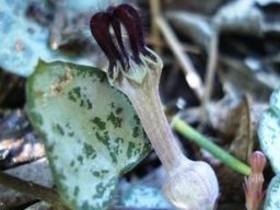 Ceropegia linearis subsp. woodii