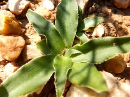 Chlorophytum crispum leaf rosette