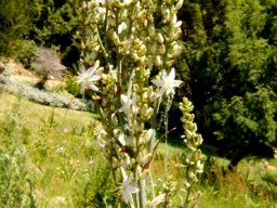 Chlorophytum krookianum inflorescence