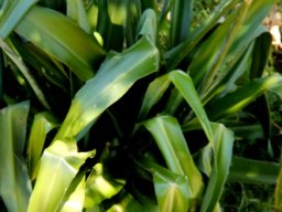 Chlorophytum krookianum leaves