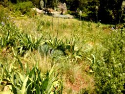Chlorophytum krookianum